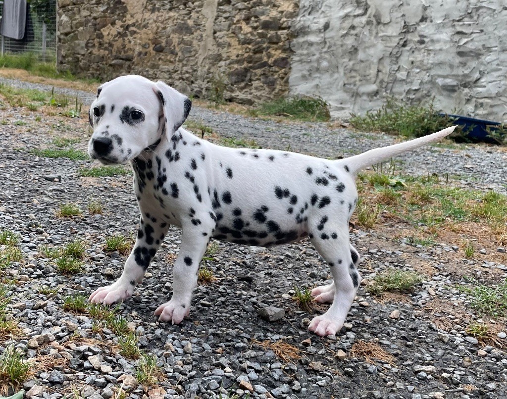 Valma's Signature - Chiots disponibles - Dalmatien