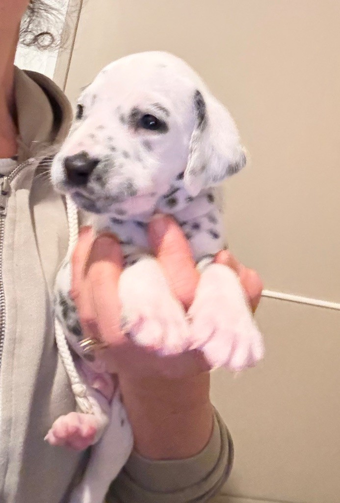 Valma's Signature - Chiots disponibles - Dalmatien
