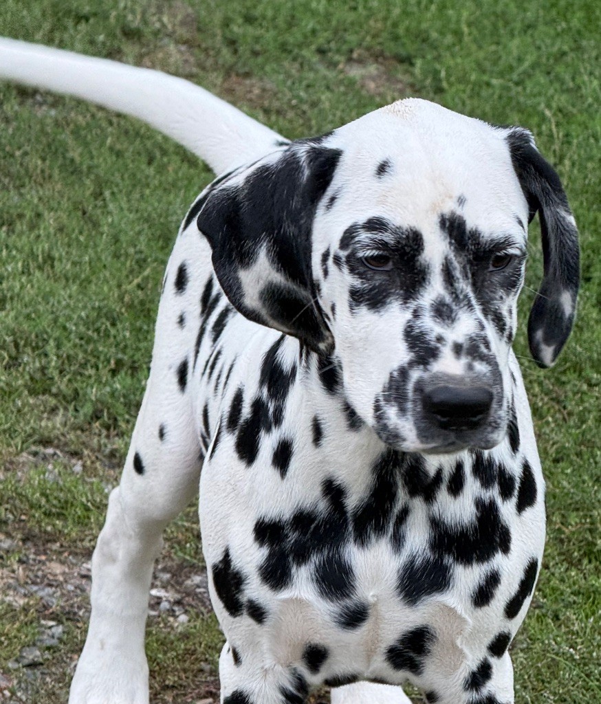 Valma's Signature - Chiots disponibles - Dalmatien