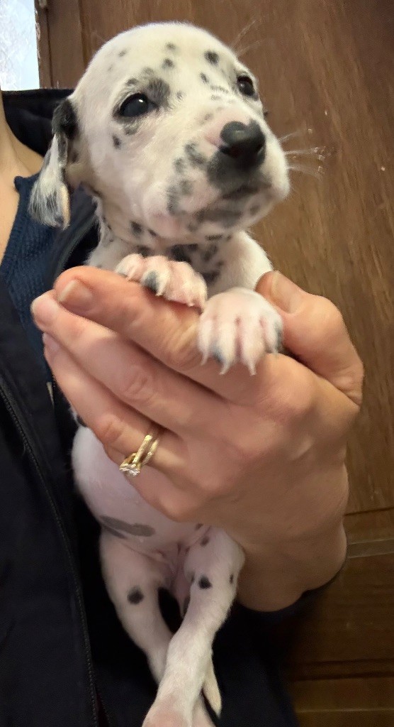 Valma's Signature - Chiots disponibles - Dalmatien