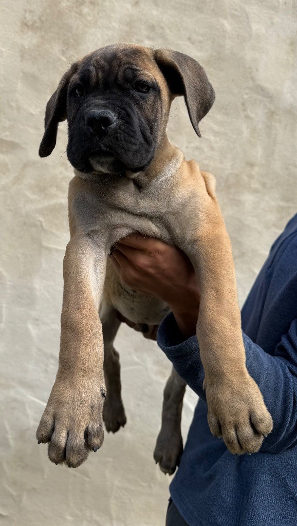 Valma's Signature - Chiots disponibles - Cane Corso