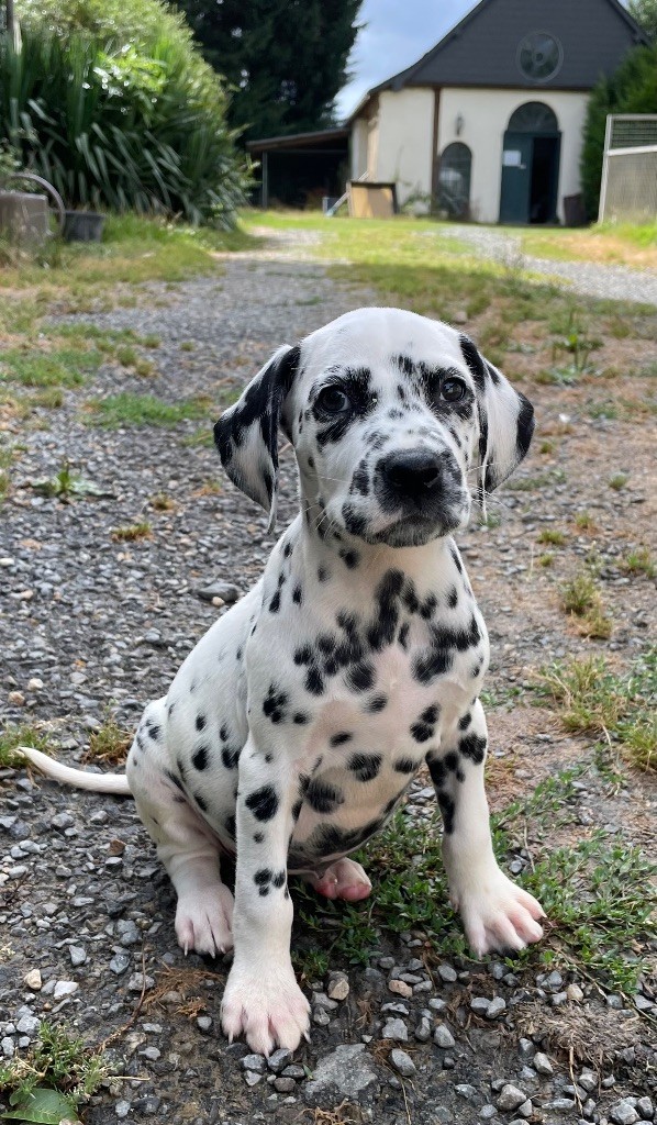 Valma's Signature - Chiots disponibles - Dalmatien