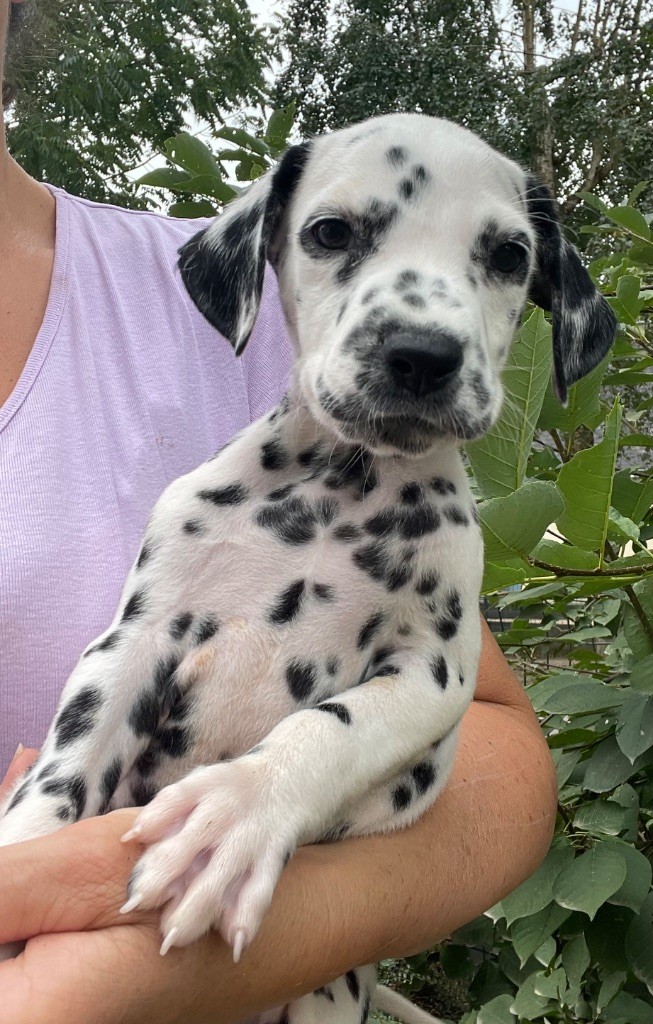 Valma's Signature - Chiots disponibles - Dalmatien
