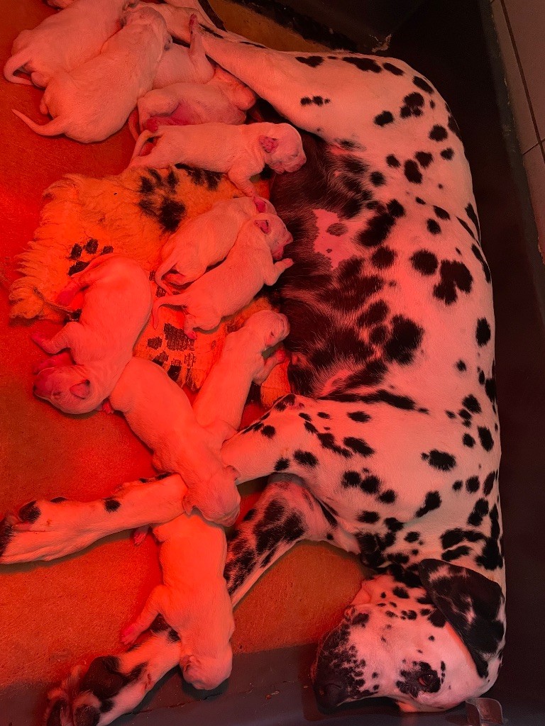 Valma's Signature - Chiots disponibles - Dalmatien