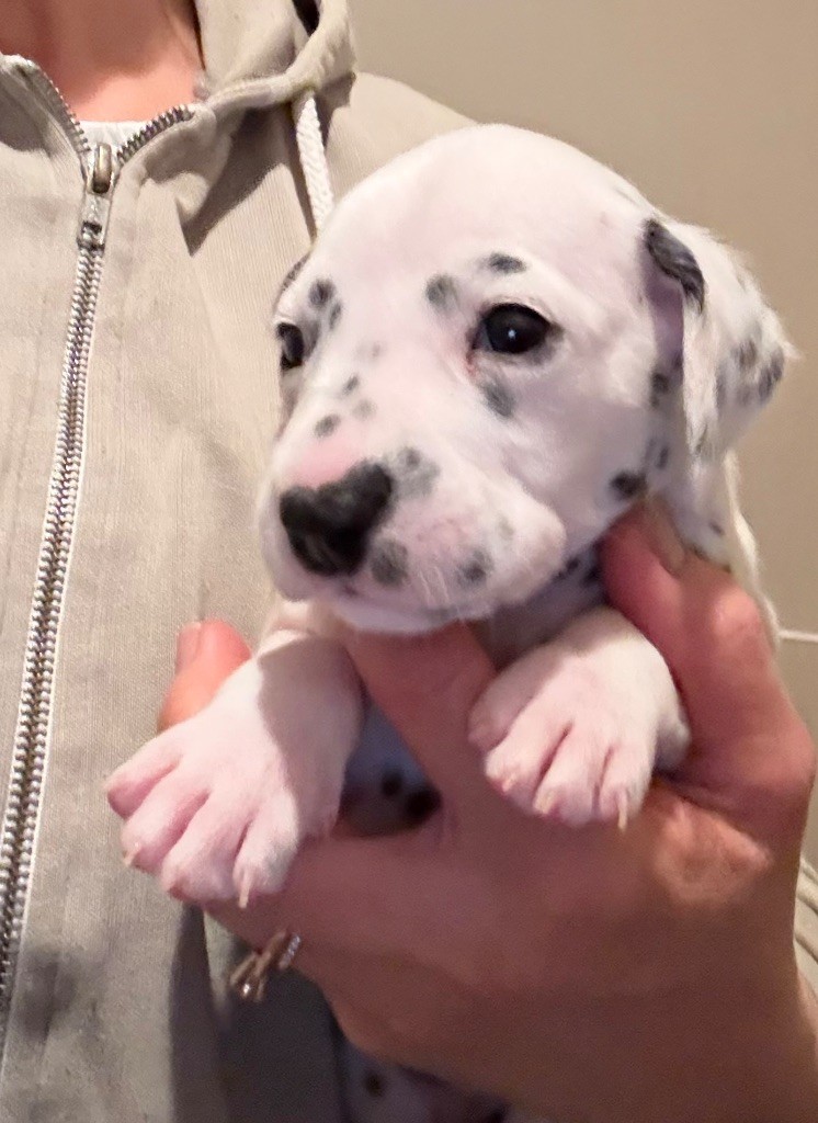 Valma's Signature - Chiots disponibles - Dalmatien