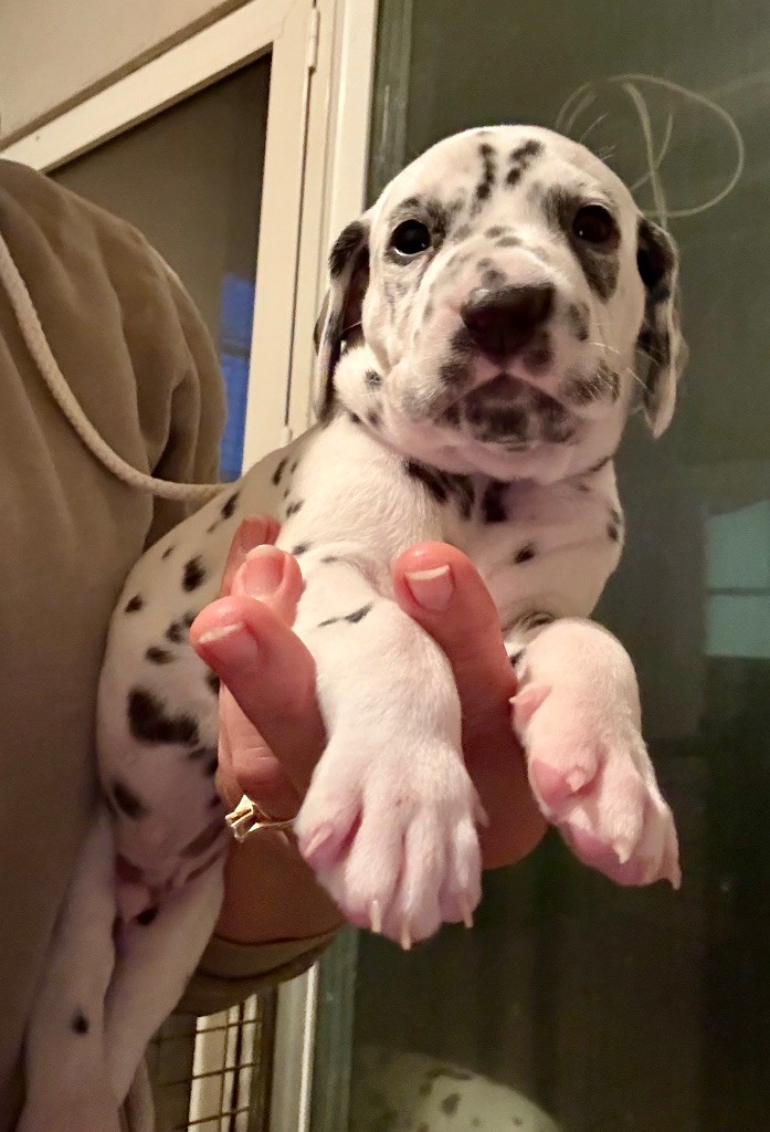 Valma's Signature - Chiots disponibles - Dalmatien