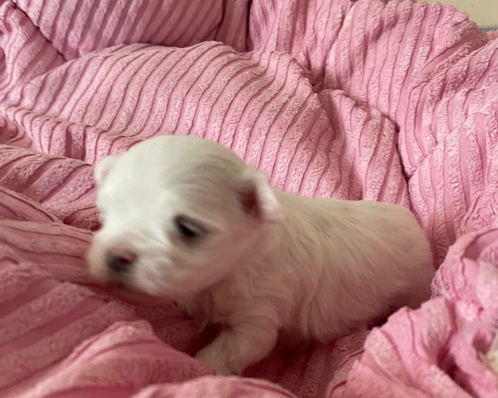 Valma's Signature - Chiots disponibles - Bichon maltais