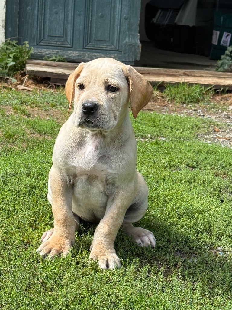 Valma's Signature - Chiots disponibles - Cane Corso