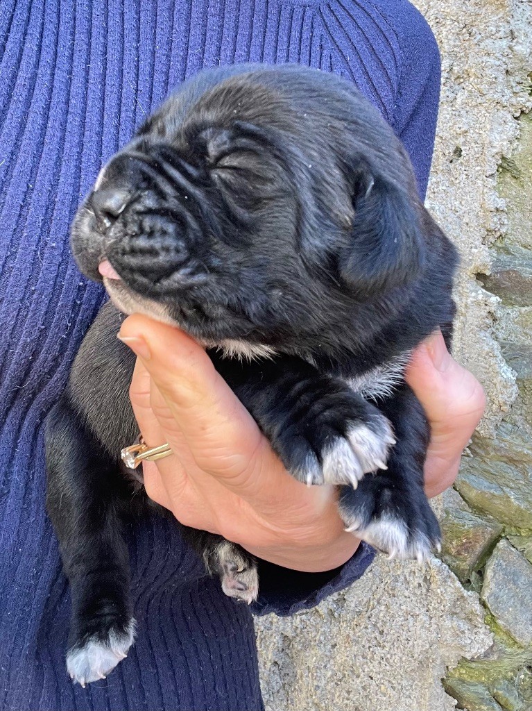 Valma's Signature - Chiots disponibles - Cane Corso