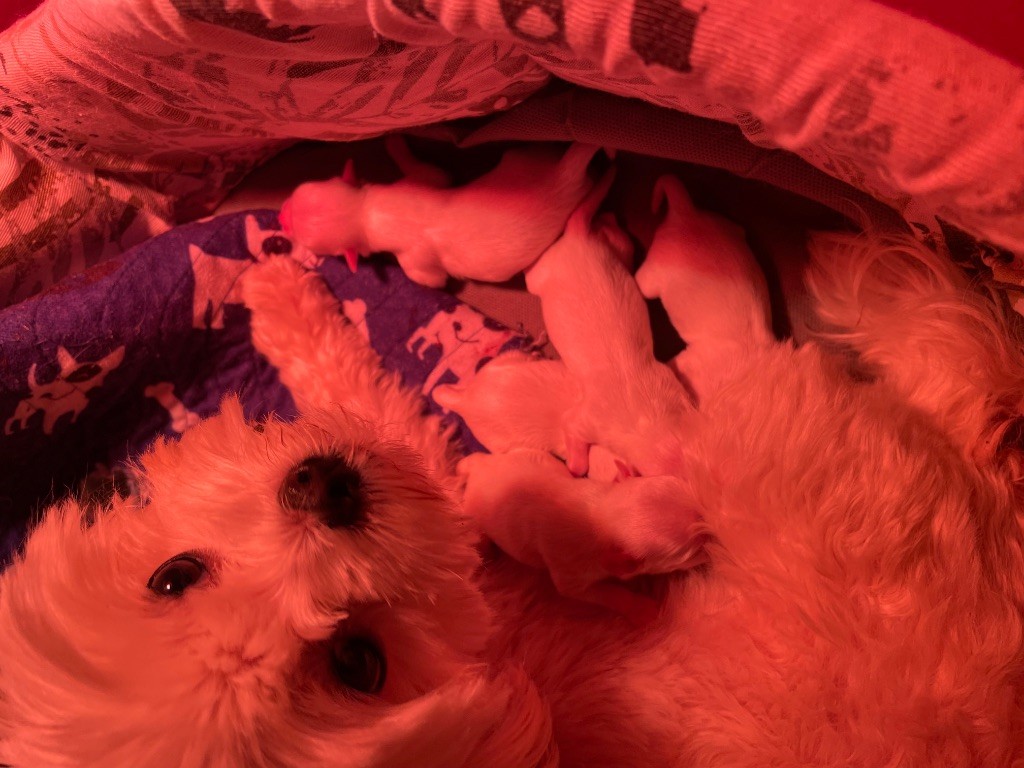 Valma's Signature - Chiots disponibles - Bichon maltais
