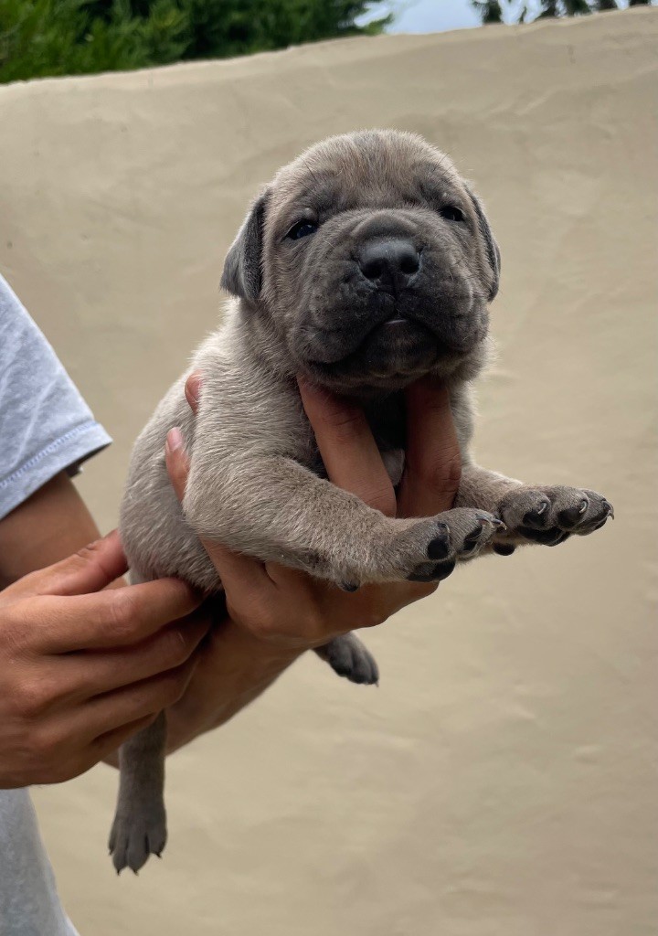 Valma's Signature - Chiots disponibles - Cane Corso