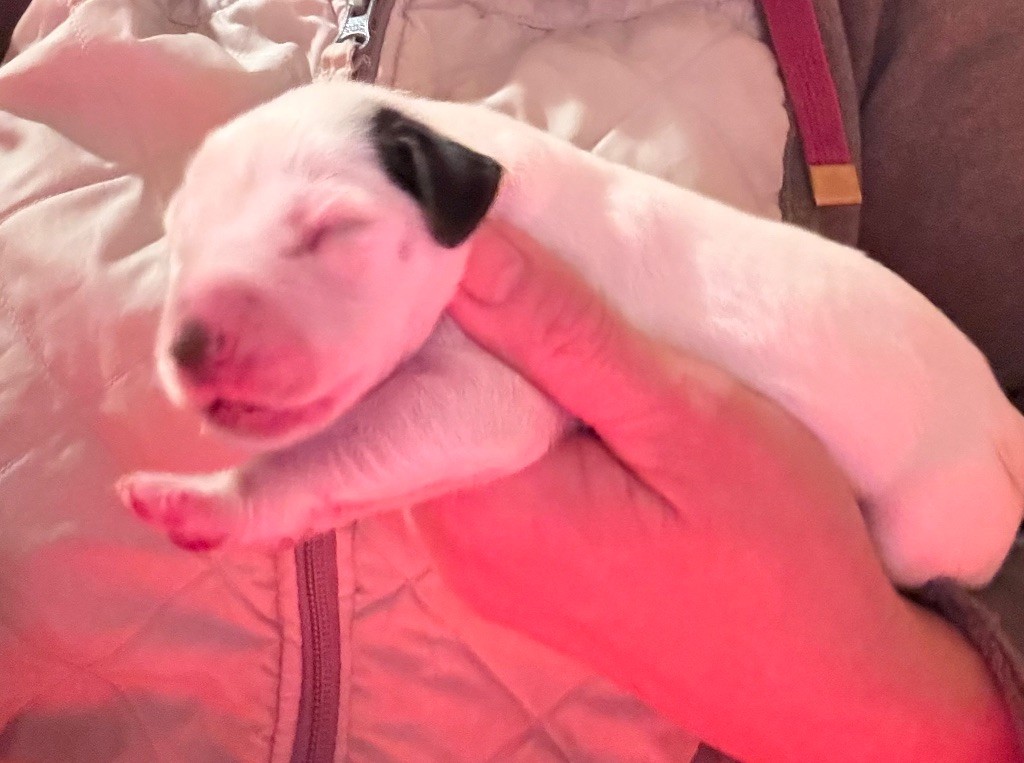 Valma's Signature - Chiots disponibles - Dalmatien