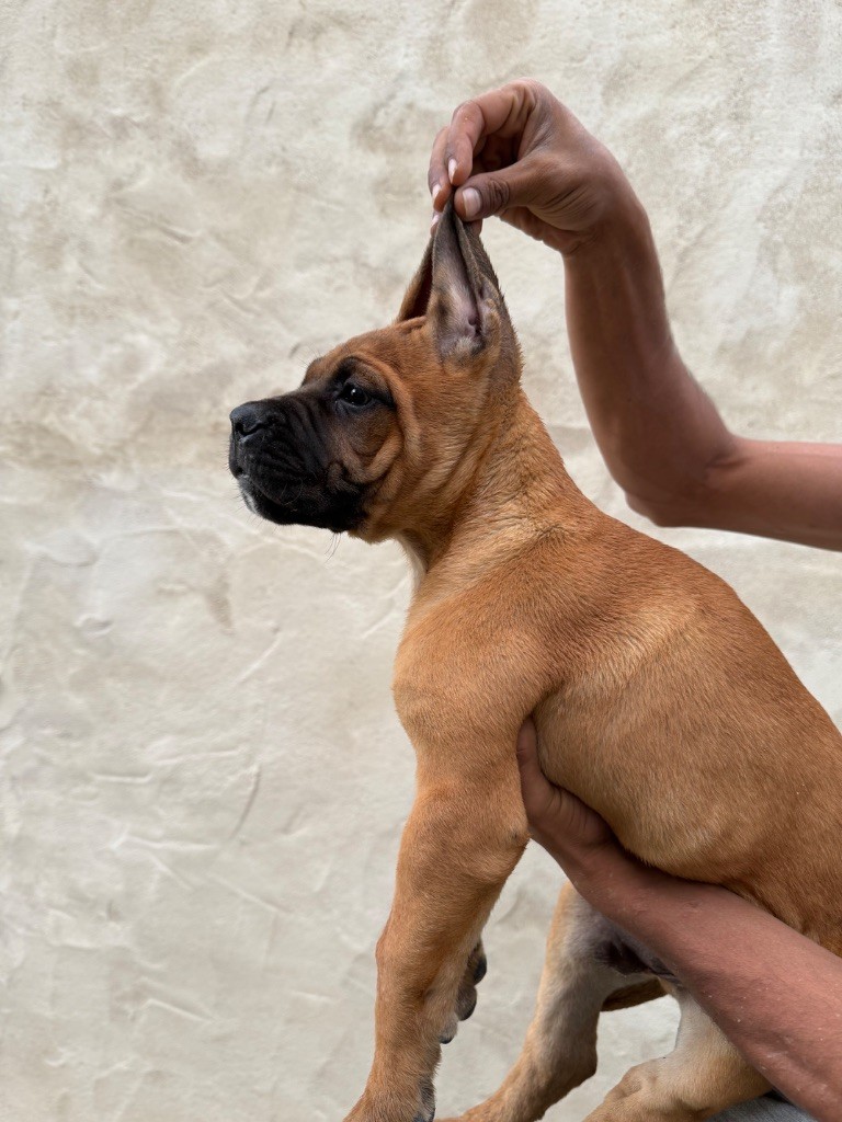 Valma's Signature - Chiots disponibles - Cane Corso