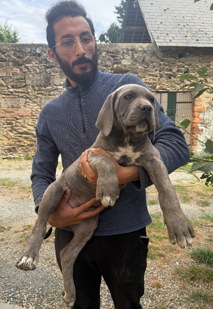 Valma's Signature - Chiots disponibles - Cane Corso