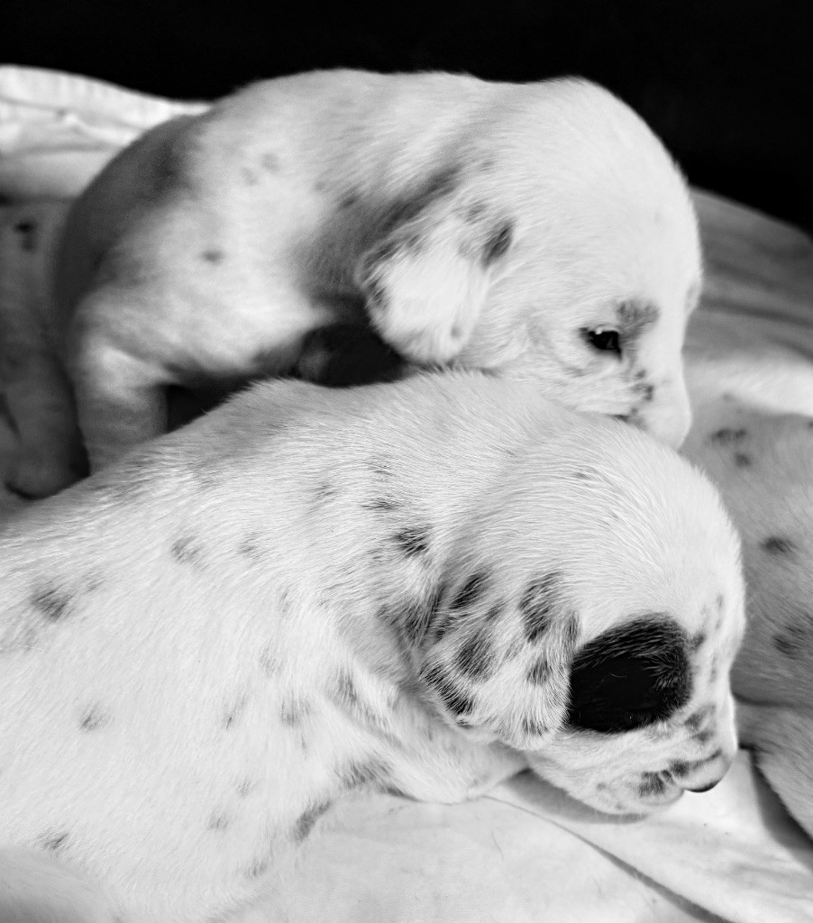 Valma's Signature - Chiots disponibles - Dalmatien