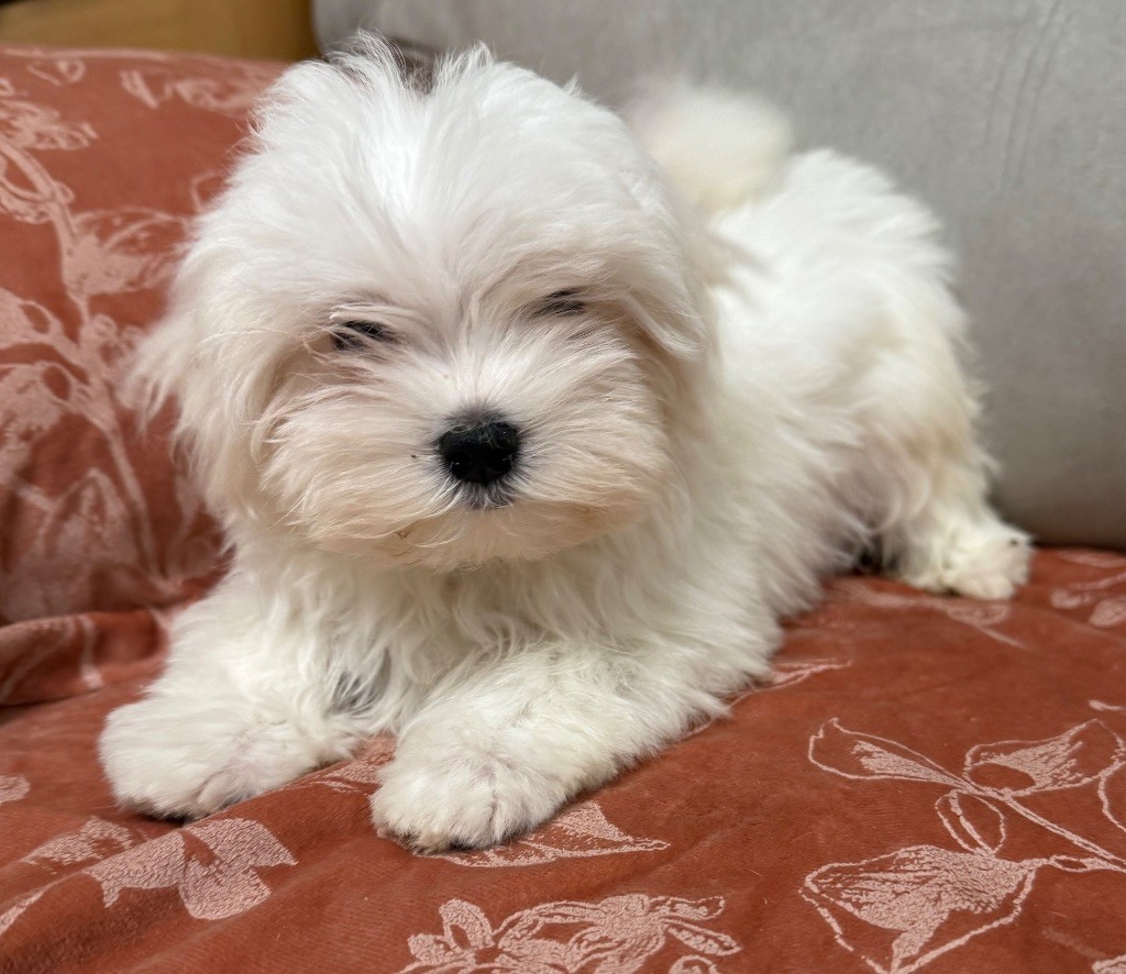 Valma's Signature - Chiots disponibles - Bichon maltais