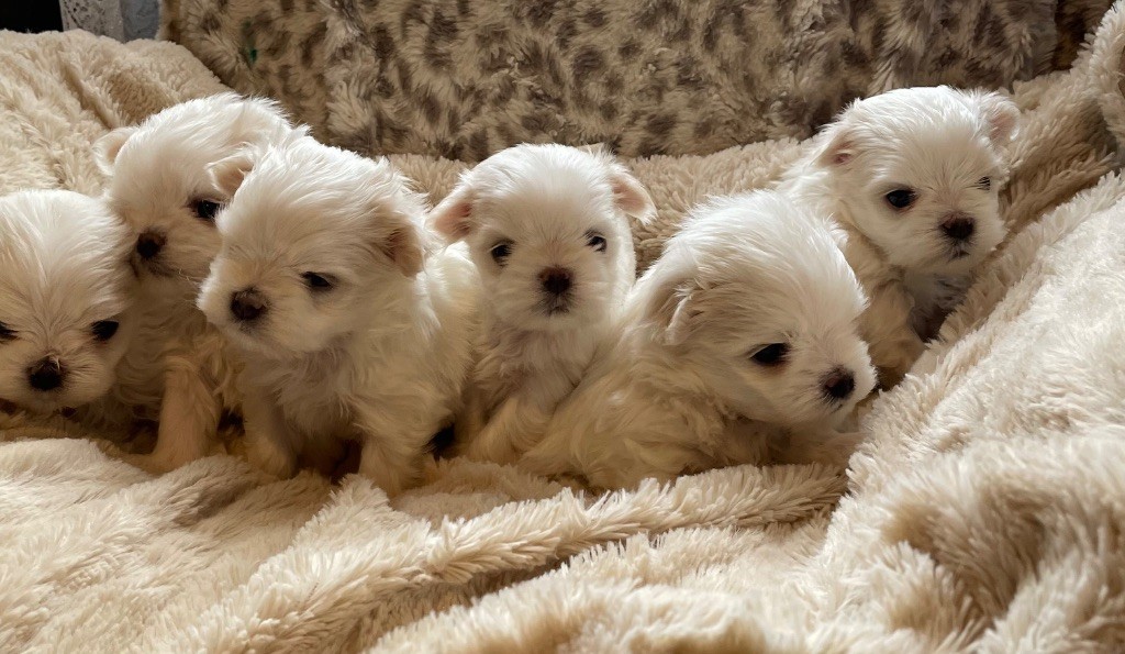 Valma's Signature - Chiots disponibles - Bichon maltais