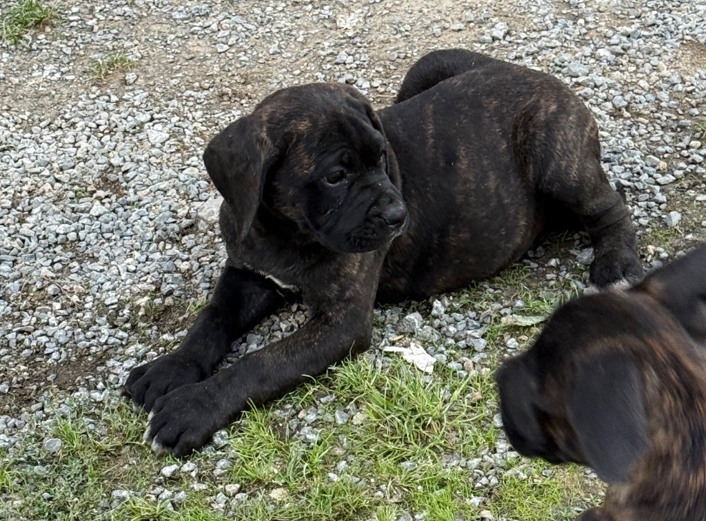 Valma's Signature - Chiots disponibles - Cane Corso