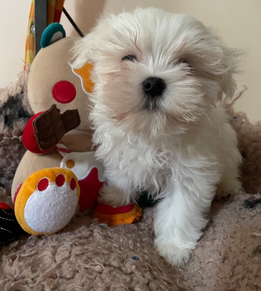 Valma's Signature - Chiots disponibles - Bichon maltais