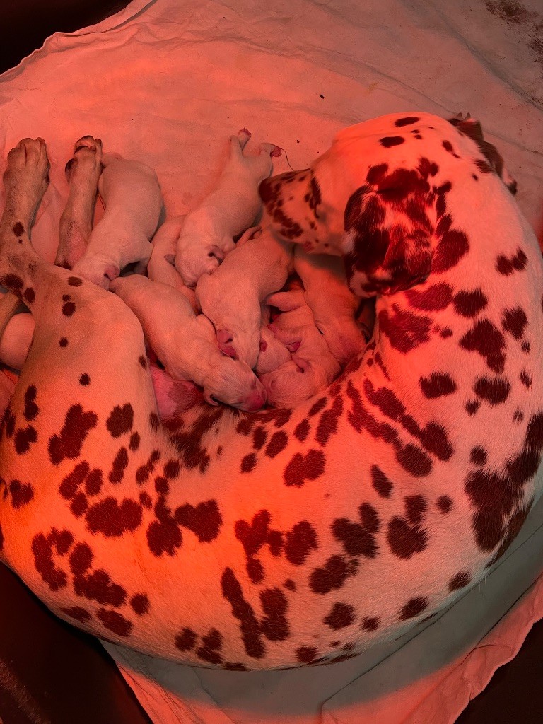 Valma's Signature - Chiots disponibles - Dalmatien