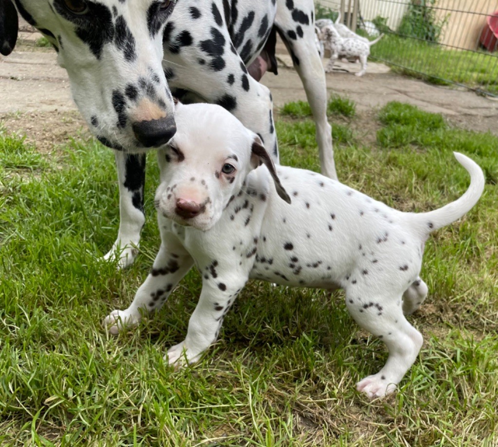 Chiot Dalmatien Valma's Signature