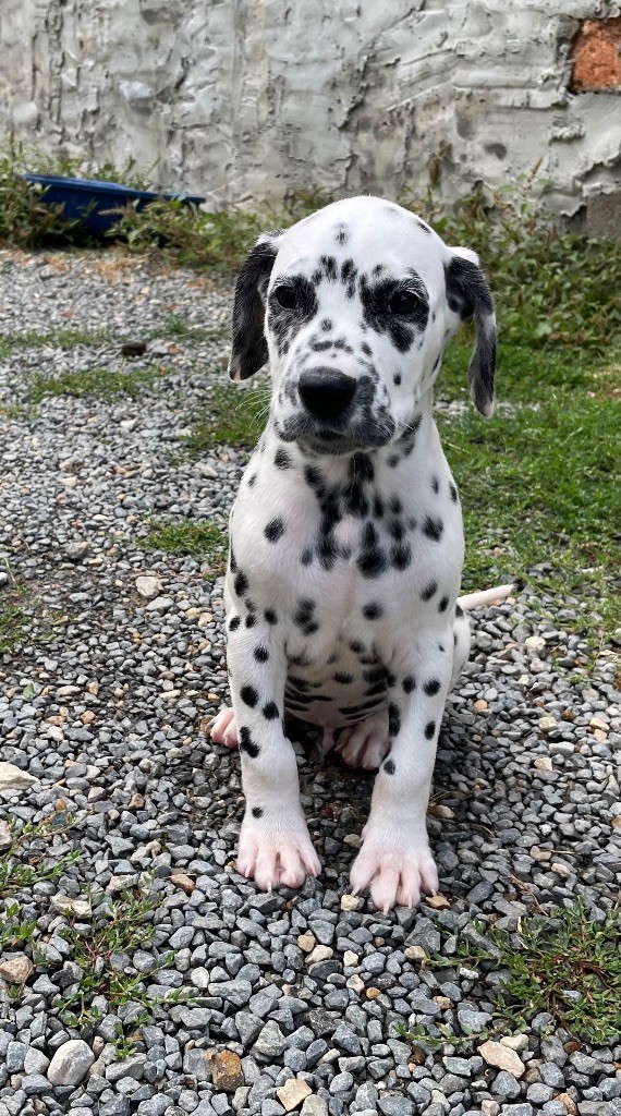 Valma's Signature - Chiots disponibles - Dalmatien