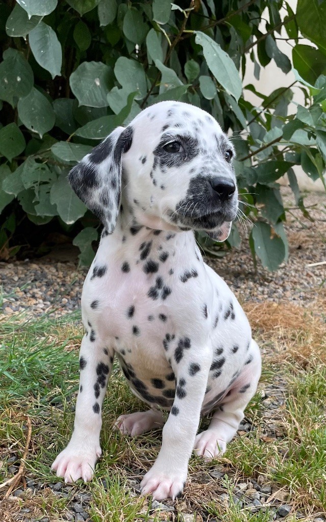 Valma's Signature - Chiots disponibles - Dalmatien