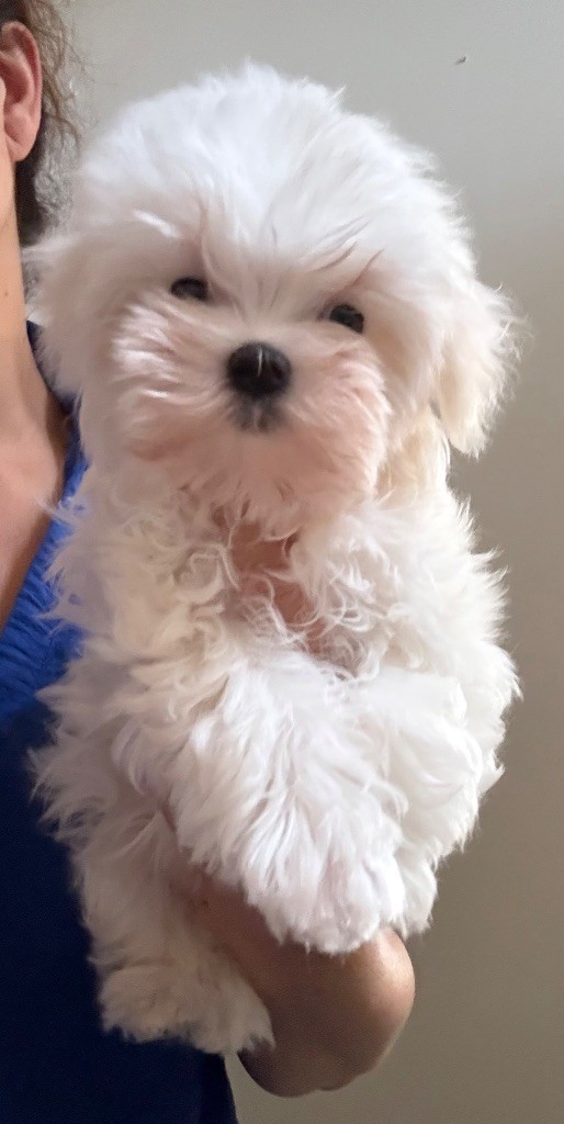Valma's Signature - Chiots disponibles - Bichon maltais