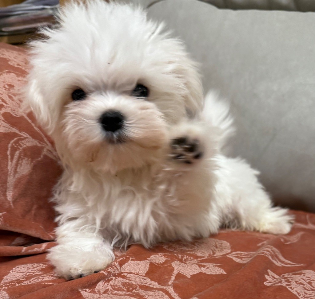 Valma's Signature - Chiots disponibles - Bichon maltais