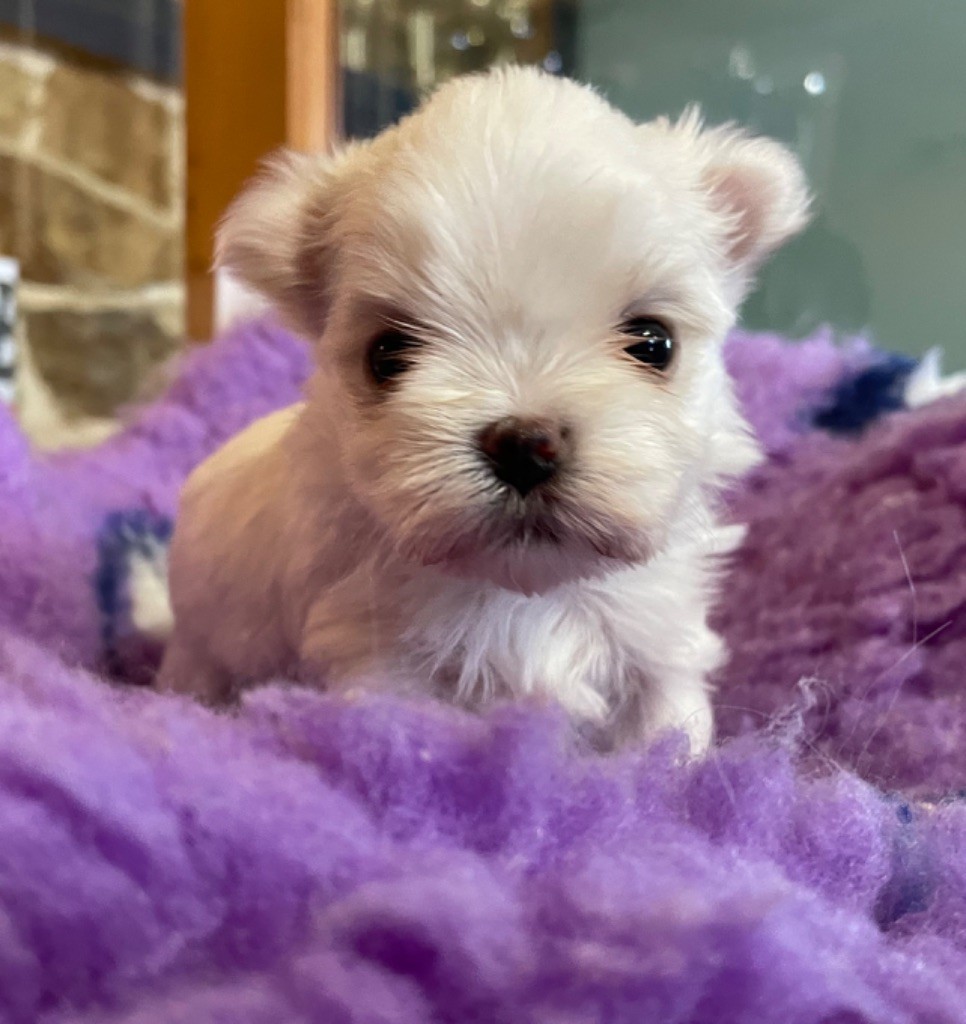Chiot Bichon maltais Valma's Signature
