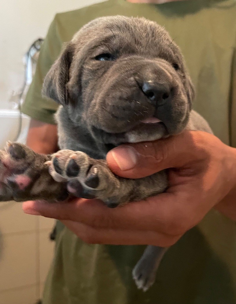 Valma's Signature - Chiots disponibles - Cane Corso