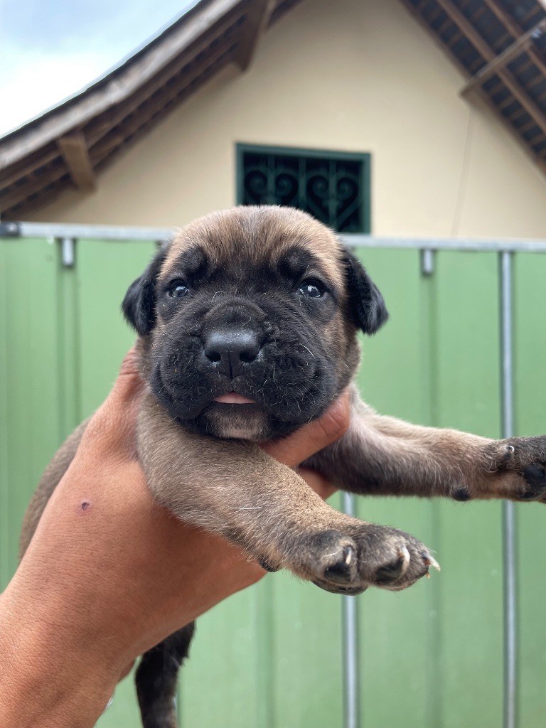 Valma's Signature - Chiots disponibles - Cane Corso