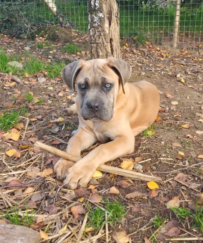 Valma's Signature - Chiots disponibles - Cane Corso
