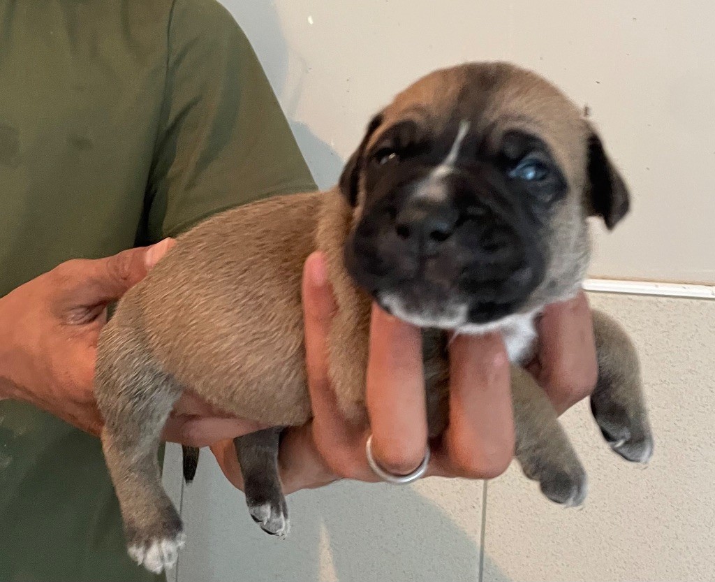 Valma's Signature - Chiots disponibles - Cane Corso