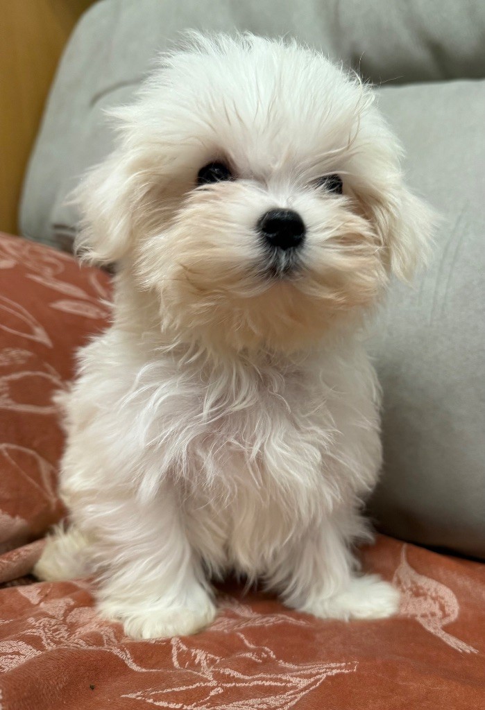 Valma's Signature - Chiots disponibles - Bichon maltais