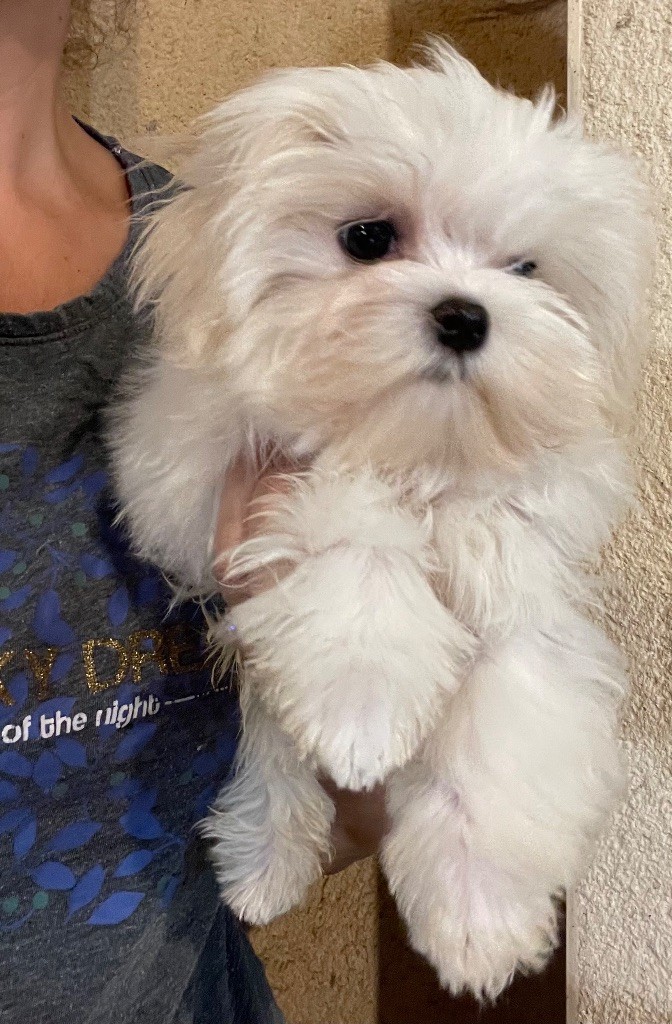 Valma's Signature - Chiots disponibles - Bichon maltais