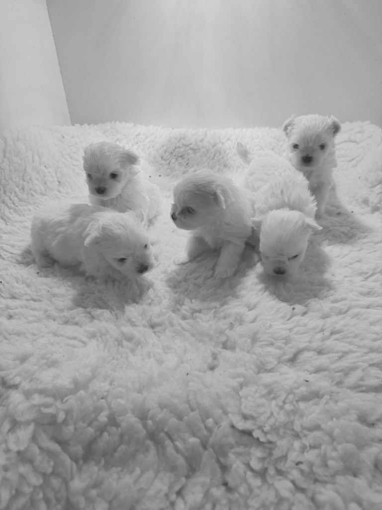 Valma's Signature - Chiots disponibles - Bichon maltais