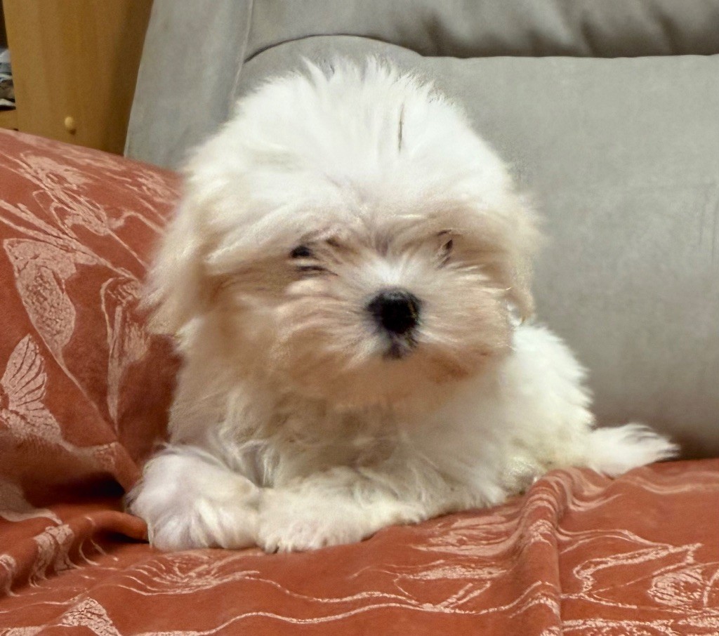 Valma's Signature - Chiots disponibles - Bichon maltais