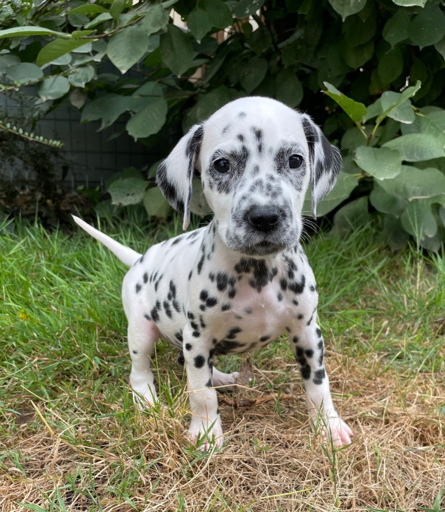 Valma's Signature - Chiots disponibles - Dalmatien