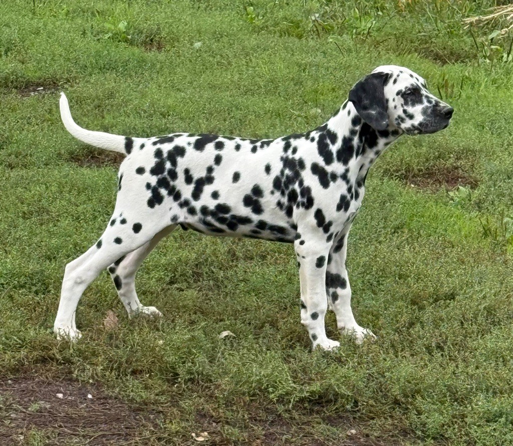 Valma's Signature - Chiots disponibles - Dalmatien