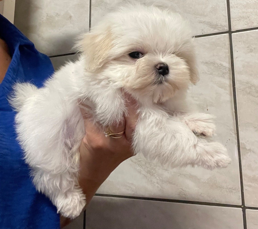 Valma's Signature - Chiots disponibles - Bichon maltais