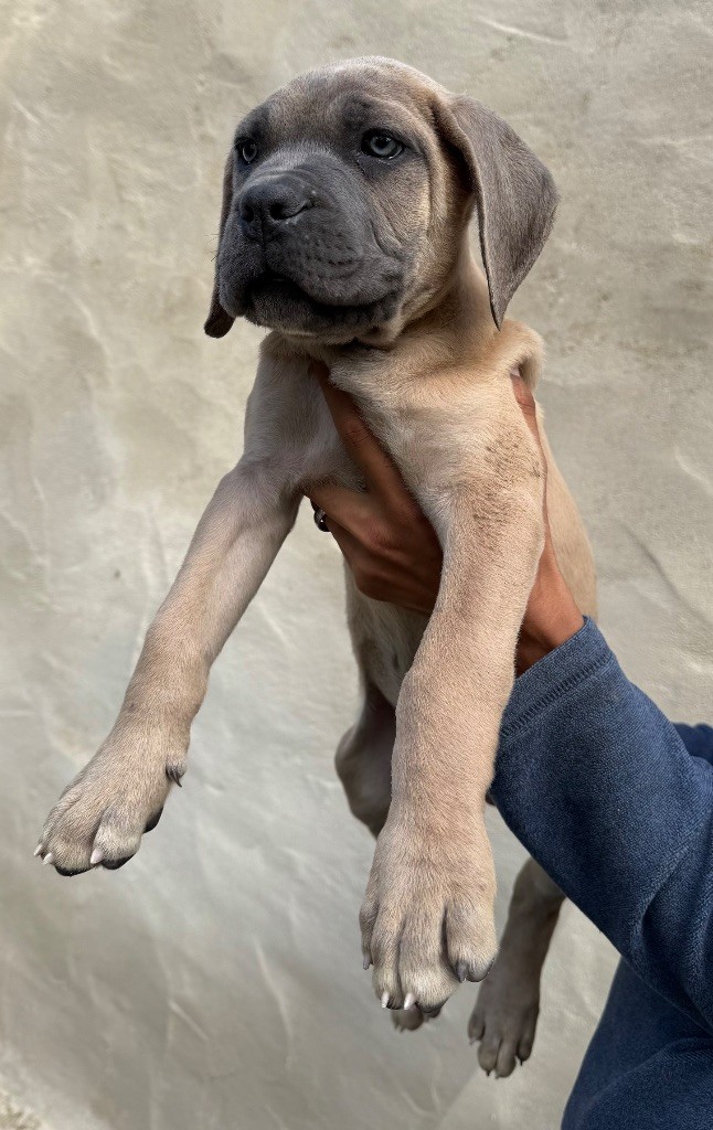 Valma's Signature - Chiots disponibles - Cane Corso
