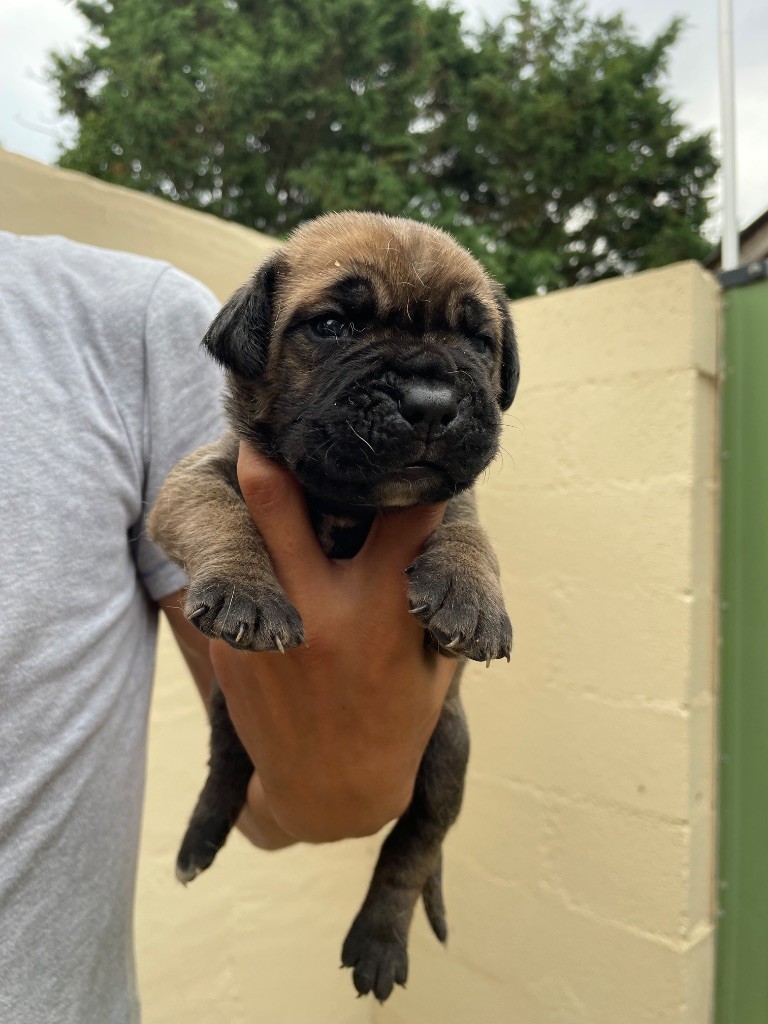 Valma's Signature - Chiots disponibles - Cane Corso