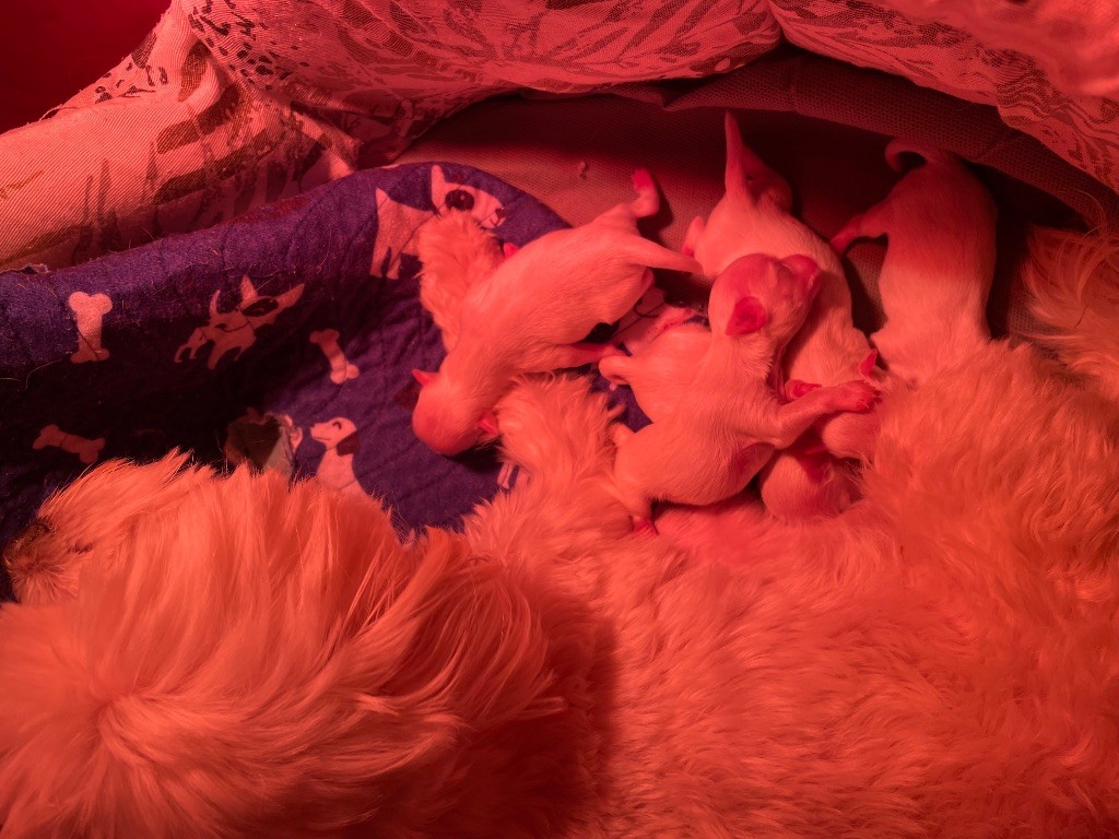 Valma's Signature - Chiots disponibles - Bichon maltais