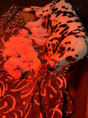 CHIOT 1