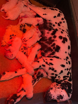CHIOT 4