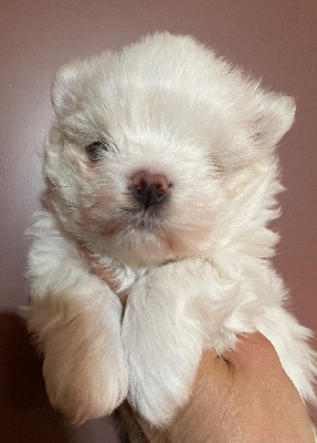 CHIOT 1