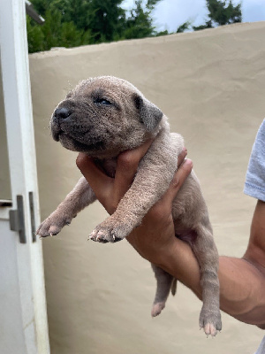 CHIOT 1 froment