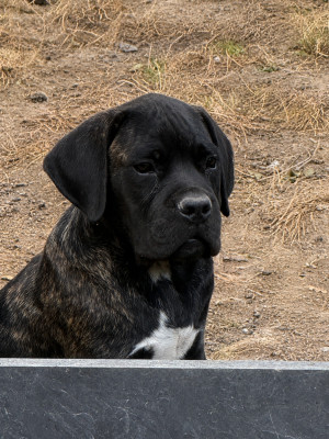 Chiot N°2