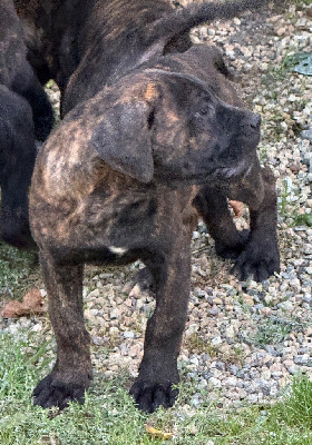 CHIOT 7 noir bringé 
